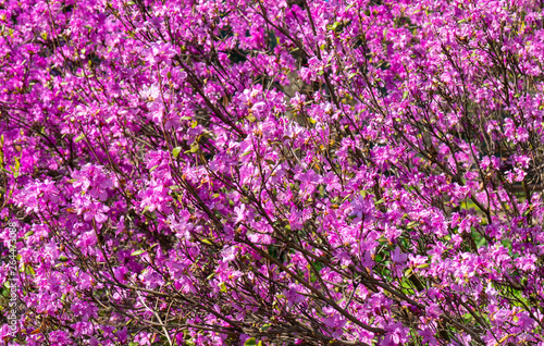 Blooming pink rhododendrons.