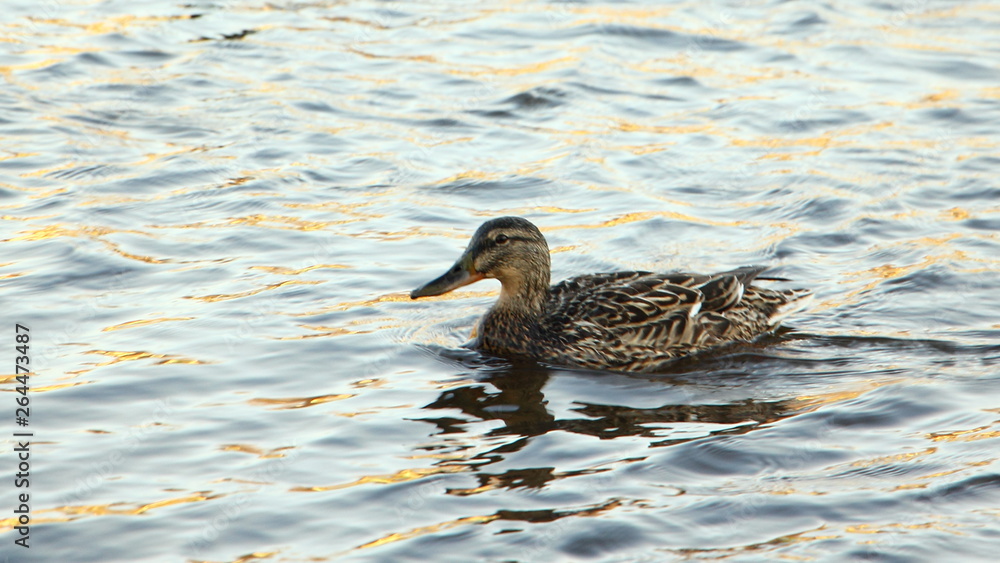 Fototapeta premium Wild duck floating on lake water