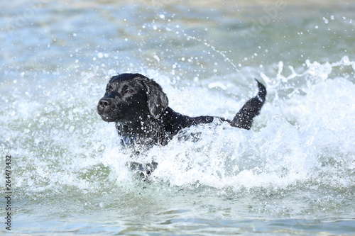 Labrador schwimmt im Meer