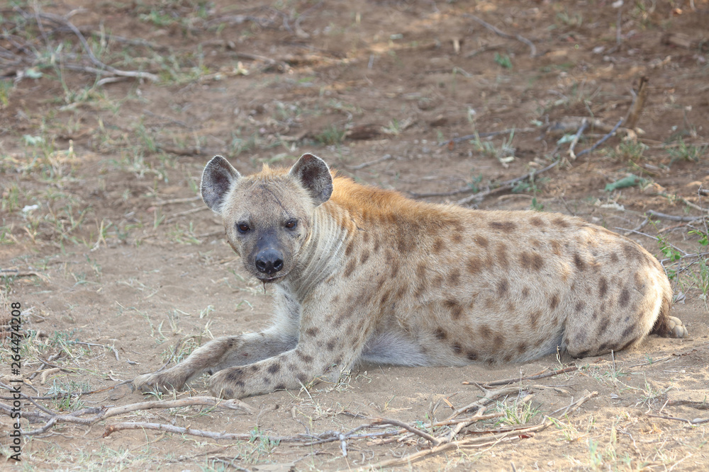 Tüpfelhyäne / Spotted hyaena / Crocuta crocuta Tüpfelhyäne / Spotted hyaena / Crocuta crocuta