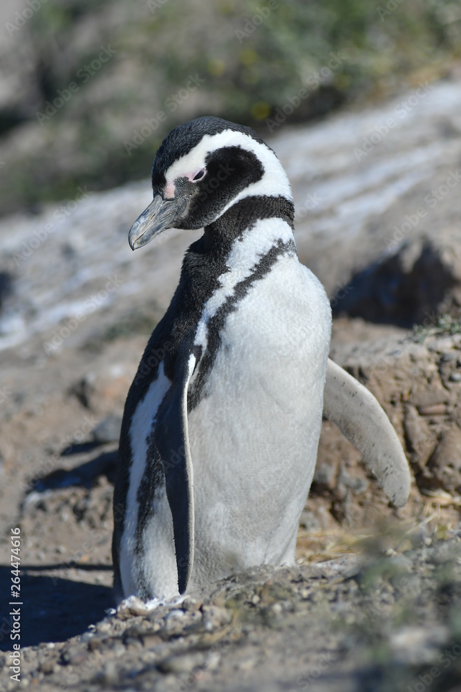 Obraz premium penguin 