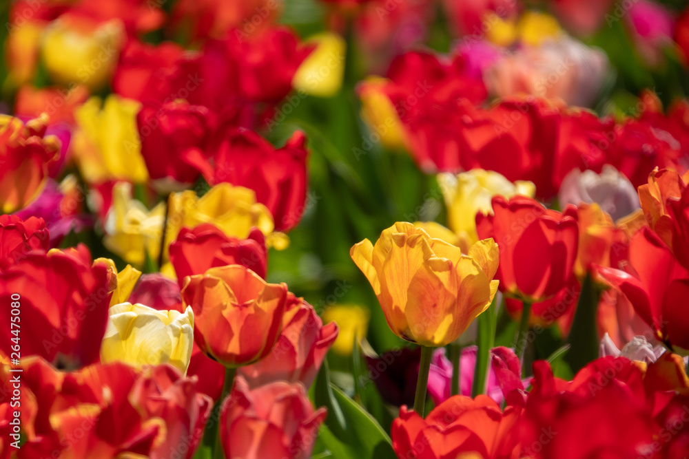many colourful tulips stand on a tulip field