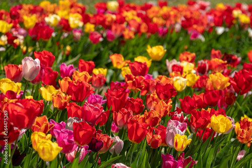 many colourful tulips stand on a tulip field