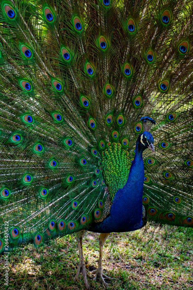 Naklejka premium Peacock with feather open showing off for the females nearby