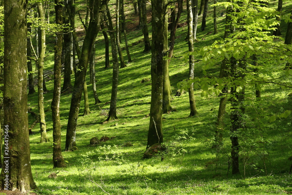 Light and shadows in a spring day in the beechwood Light and shadows in a spring day in the beechwood