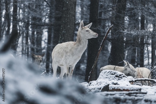 white deer in forest photo