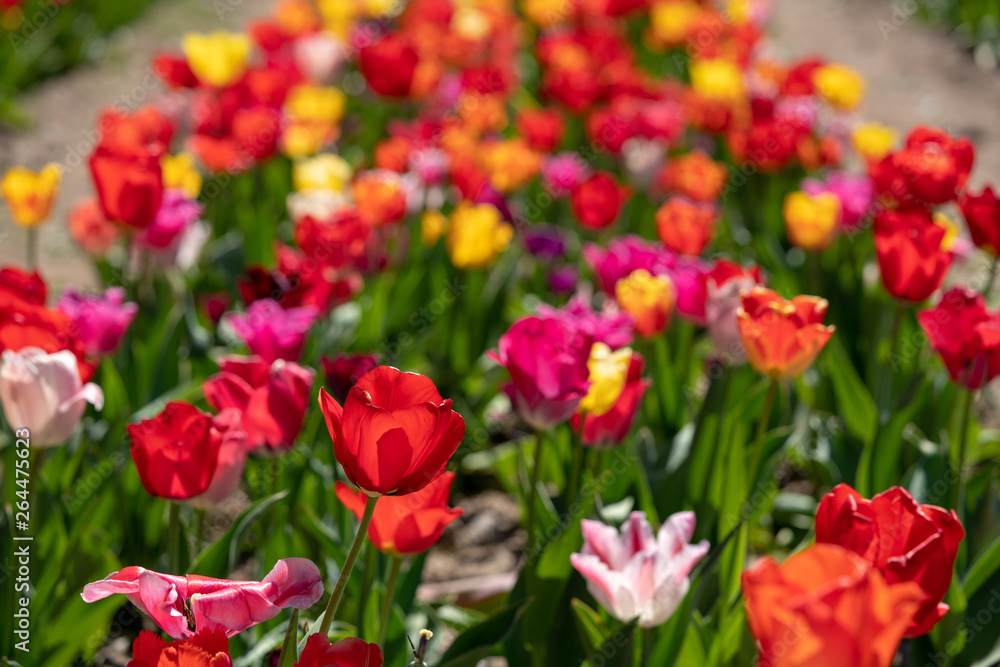 many colourful tulips stand on a tulip field many colourful tulips stand on a tulip field