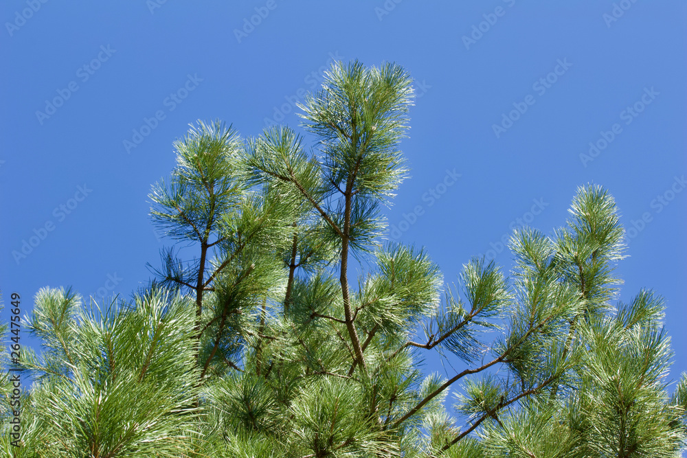 Upward abstract view of the textures of pine tree branches against a bright blue sky background Upward abstract view of the textures of pine tree branches against a bright blue sky background