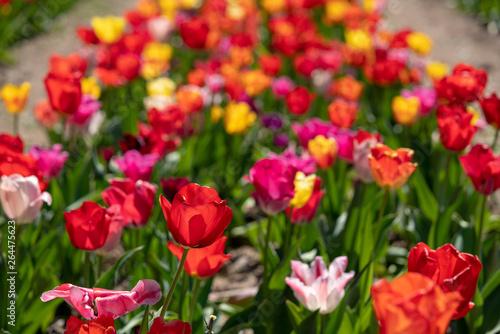 many colourful tulips stand on a tulip field
