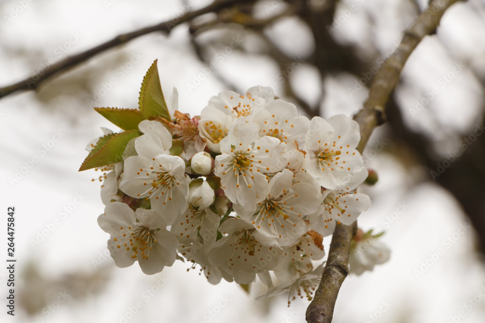 White flowers of cherry tree in an orchard during spring White flowers of cherry tree in an orchard during spring