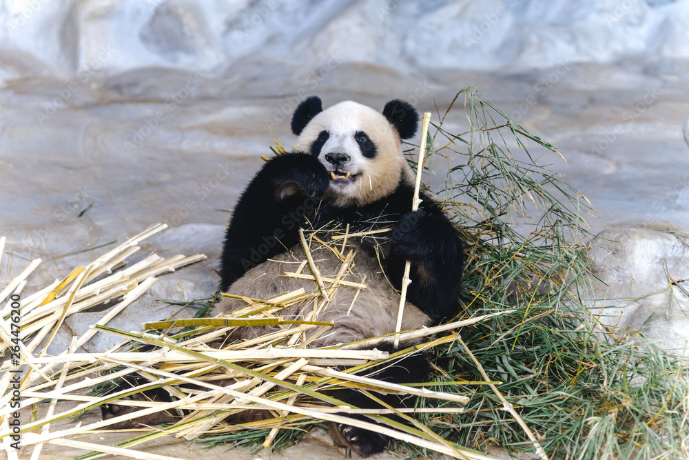 Fototapeta premium panda