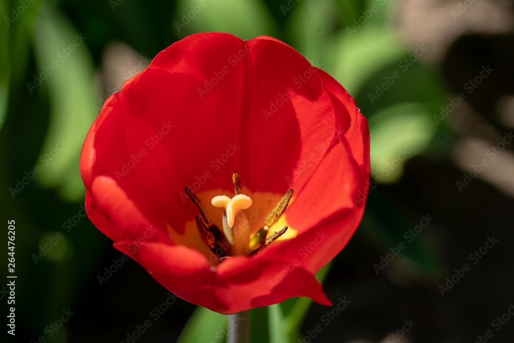 a red tulip stands in front of a tulip field a red tulip stands in front of a tulip field