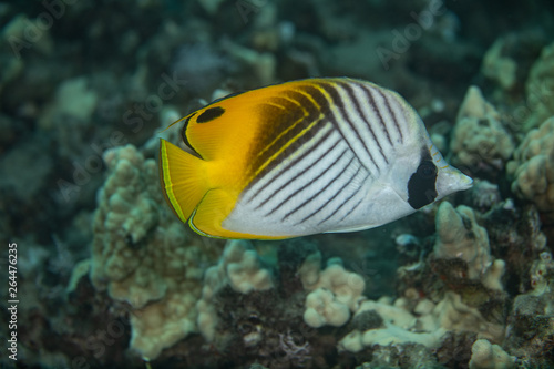 Coral reef fish life