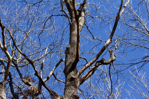 Upward abstract view of the textures of deciduous tree branches against a bright blue sky background