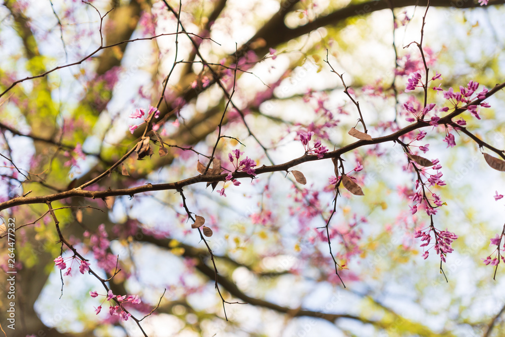 Pink flowering redbud tree in the spring Pink flowering redbud tree in the spring