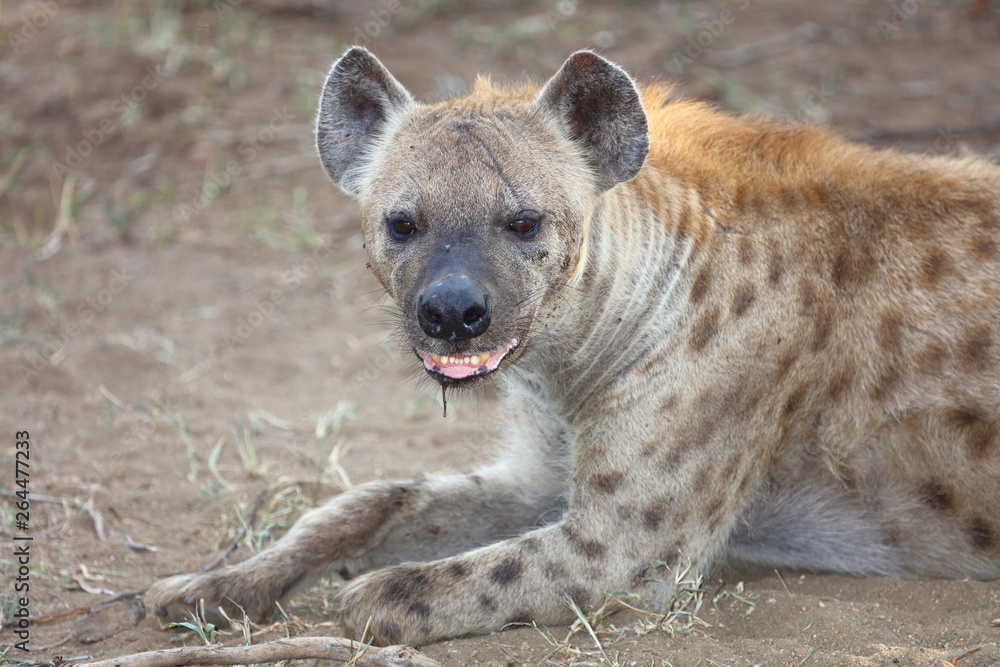 Tüpfelhyäne / Spotted hyaena / Crocuta crocuta Tüpfelhyäne / Spotted hyaena / Crocuta crocuta