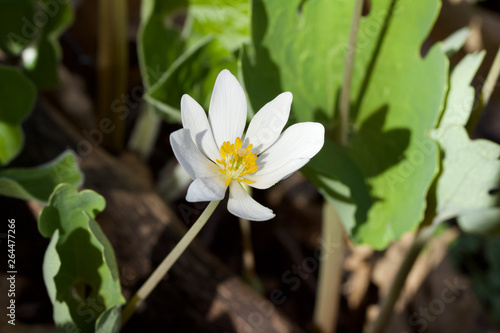 Macro view of a bloodroot wildflower blooming in its native woodland habitat