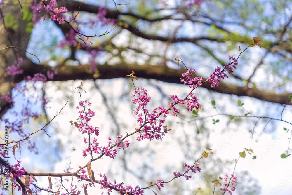 Pink flowering redbud tree in the spring Pink flowering redbud tree in the spring