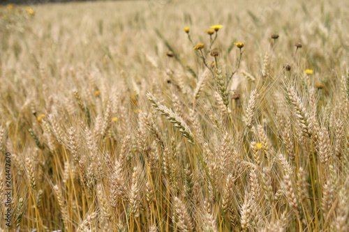 Golden ears of wheat on a field