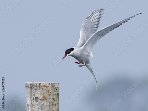 Fotografía Arctic tern (Sterna paradisaea)
