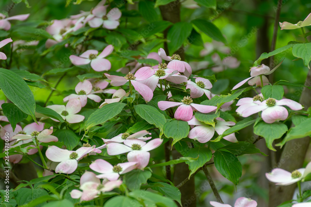 Dogwood trees in full bloom in Hot Springs, Arkansas USA Dogwood trees in full bloom in Hot Springs, Arkansas USA
