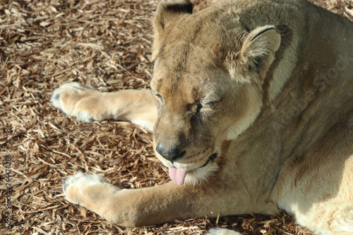 Lioness With Tongue Out. Lioness licking and cleaning herself with her tongue.