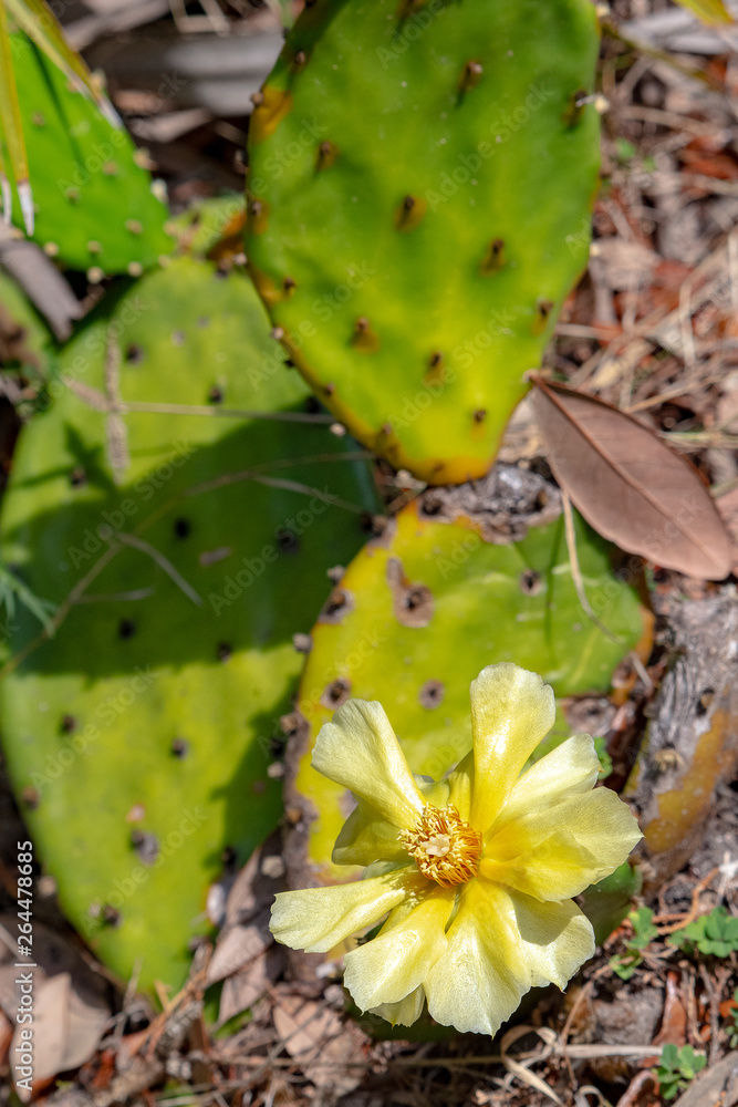 Devil's tongue, prickly pear cactus in bloom Devil's tongue, prickly pear cactus in bloom