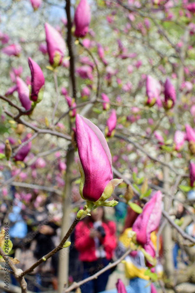 Pink magnolia in bloom. Closed magnolia buds Pink magnolia in bloom. Closed magnolia buds