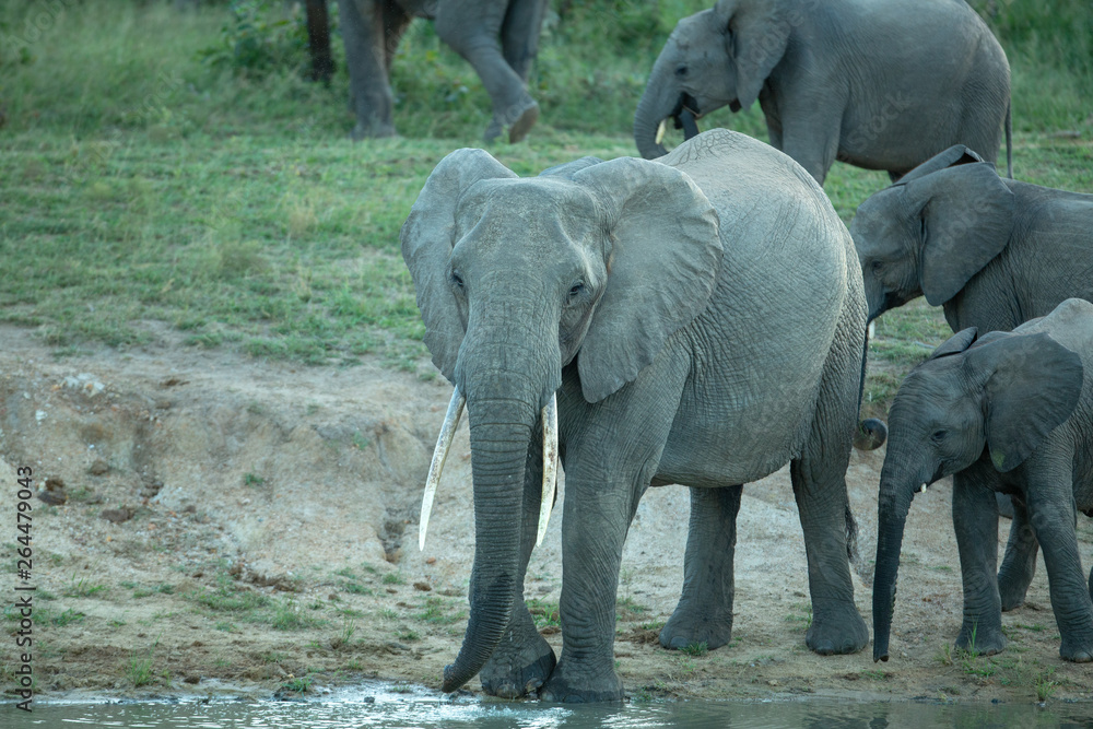 Fototapeta premium Large tusked female elephant cow quenching her thirst.