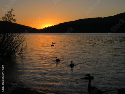 Sunset Lake Ducks