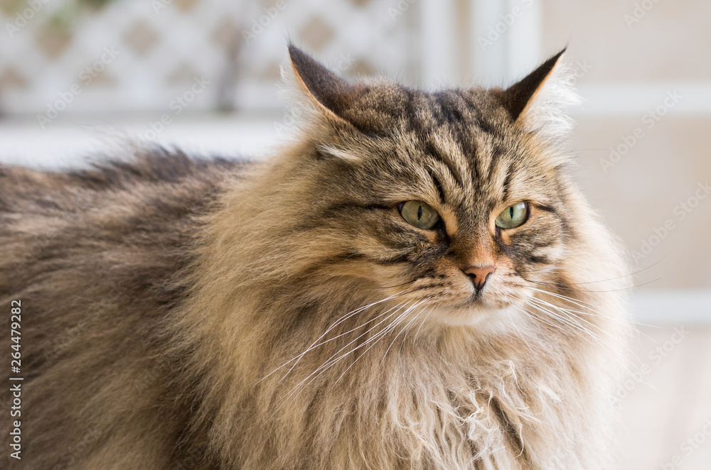 Long haired cat of siberian breed outdoor in relax