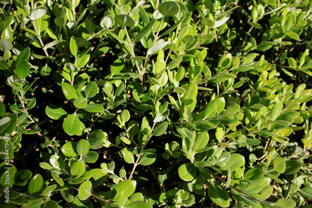 green leaf background texture. the leaves are close. green leaf background texture. the leaves are close.