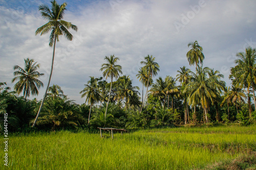Bright green rice field with coconut palms. Indonesia  Sumatra Island