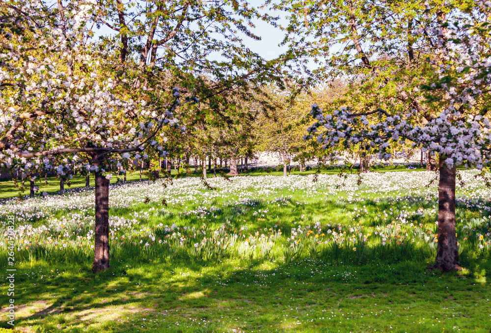 Apple tree garden Apple tree garden