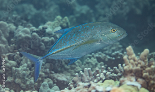 Coral reef fish life