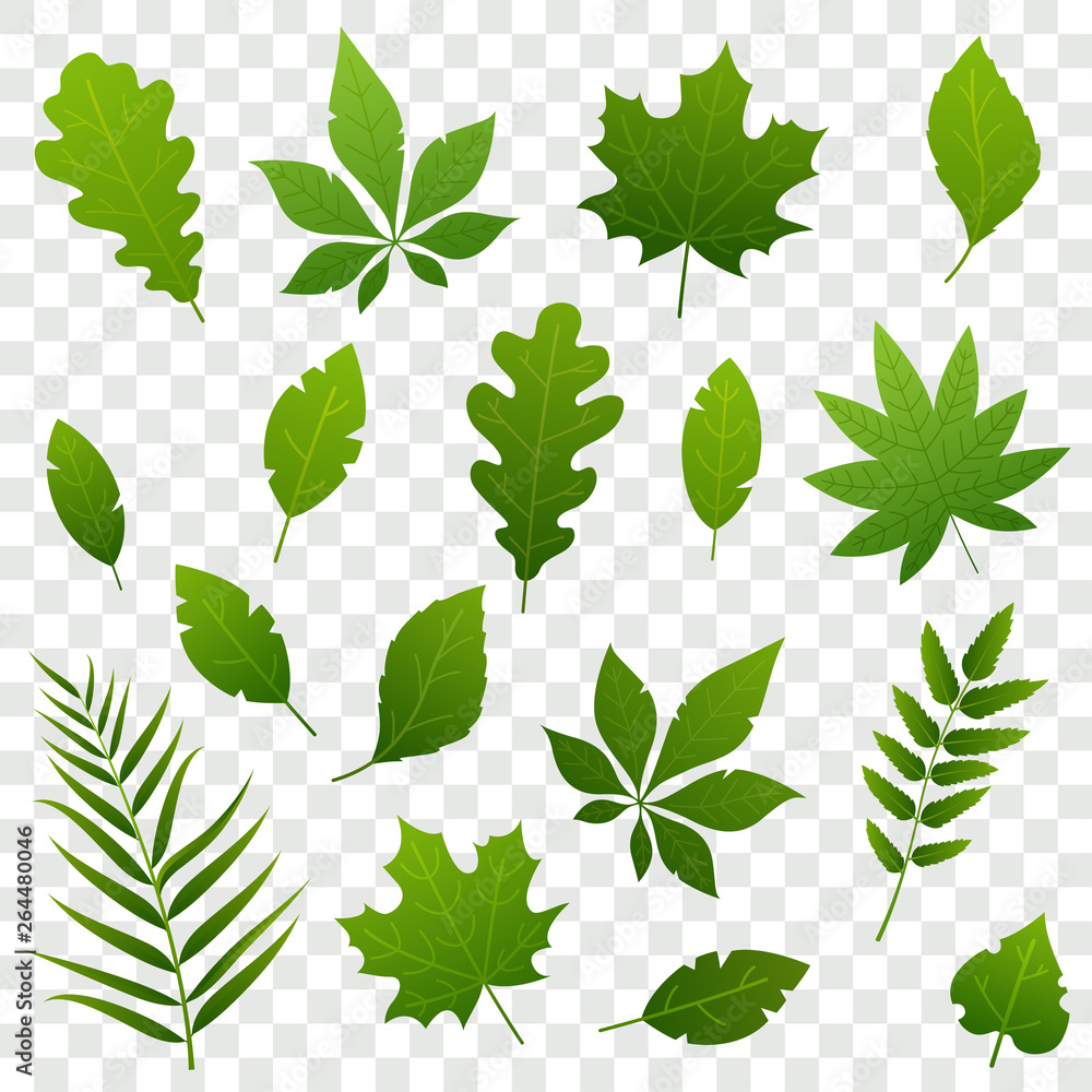 Summer green leaves of different trees isolated on transparent background. Fresh foliage. Simple leaves collection in flat style. Vector illustration. - obrazy, fototapety, plakaty 
