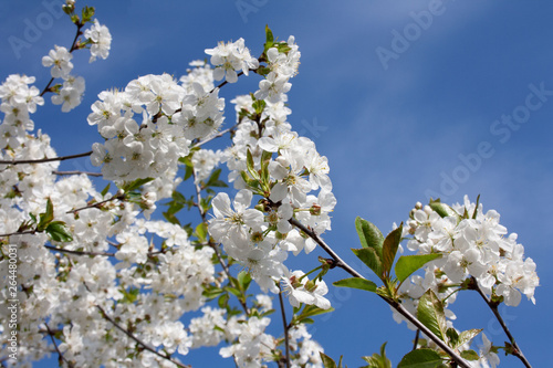 White flowers on a branch against the blue sky