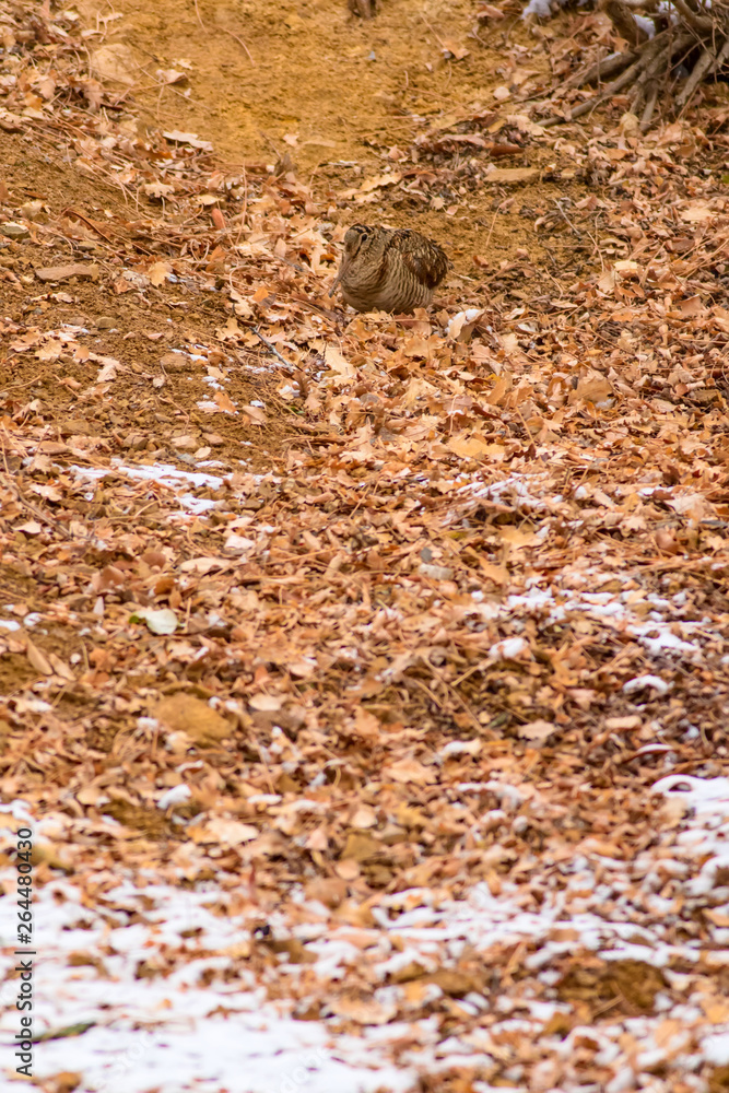 Obraz premium Camouflage bird woodcock. Brown dry leaves background. Bird: Eurasian Woodcock. Scolopax rusticola.