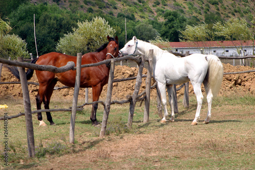 Horse farm in Istanbul, Turkey. © Cenk