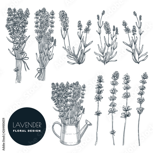 Lavender flower set, vector sketch illustration. Hand drawn bouquet, floral design elements isolated on white background