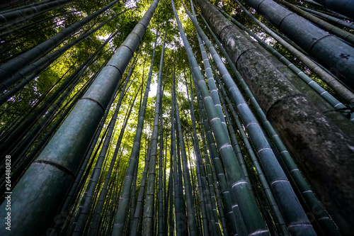 Bamboo Grove Angeled Upwards