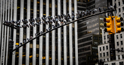 Photography Pigeons On New York Traffic Light