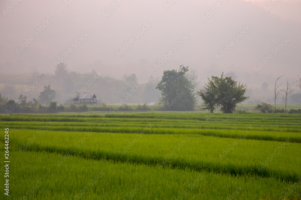 Rice paddy field in early morning fog  in rural Laos
