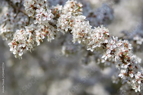 Cherry blossom in full bloom.Cherry flowers in small clusters on a cherry tree branch