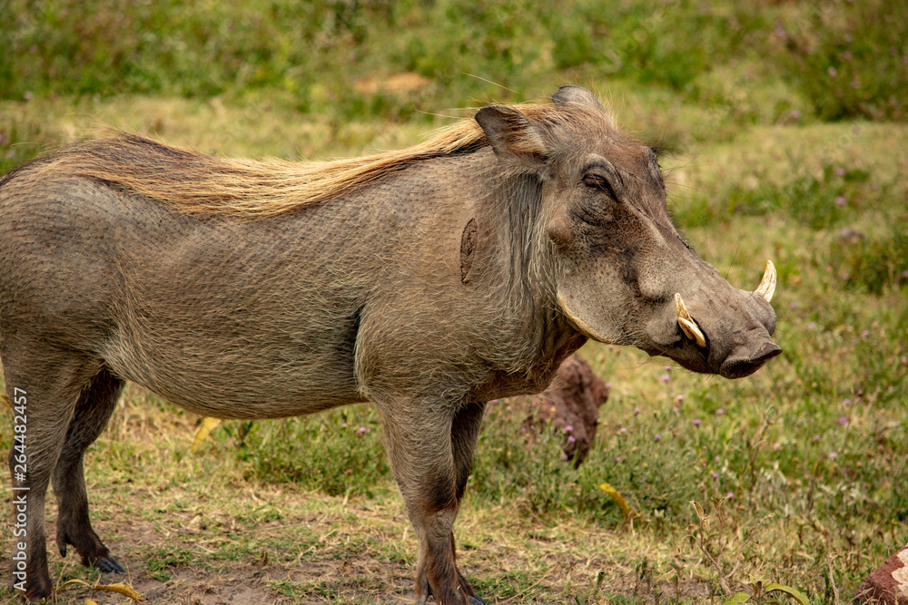 Warthog Tanzania Ngorongoro Crater Warthog Tanzania Ngorongoro Crater