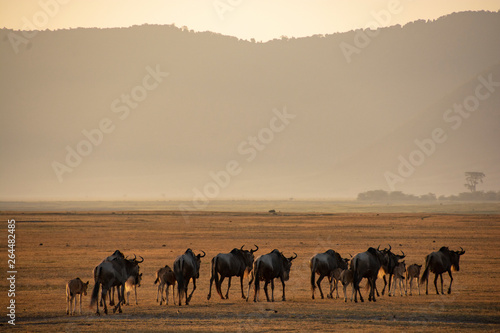 Wildebeest Tanzania Ngorongoro Crater