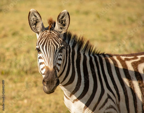 Zebra Tanzania Ngorongoro Crater