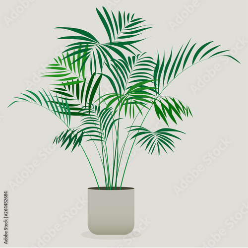 Illustration of green plant in a pot . Areca plant