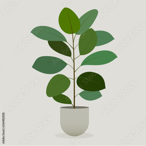 Illustration of green plant in a pot . Rubber Plant