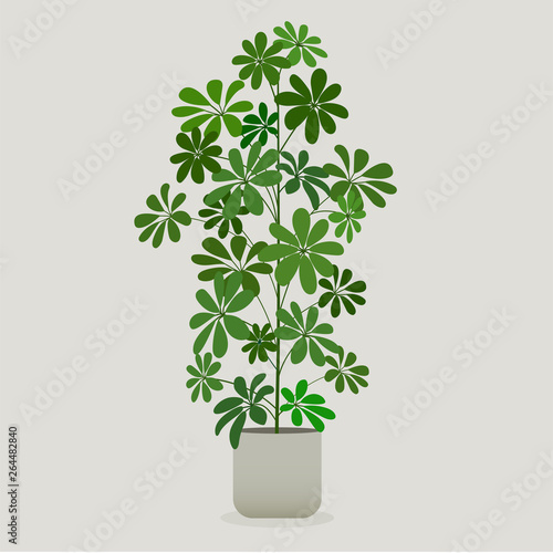Illustration of green plant in a pot . Schefflera Plant